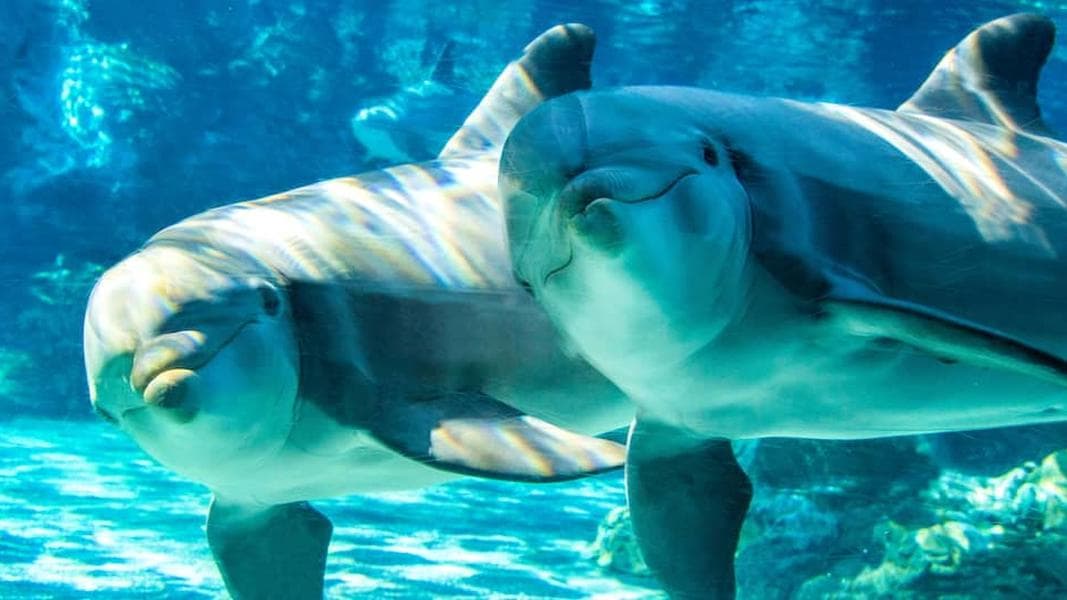 Walk Time: Is this the theme park recession?