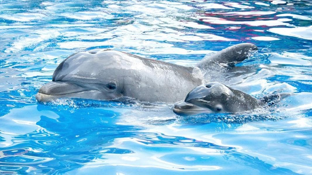 SeaWorld releases 2020 financial report, visitors down by 16 million